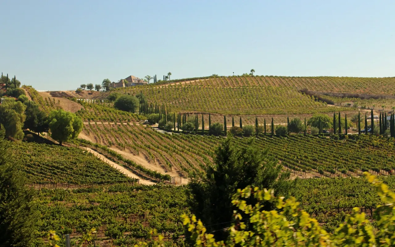 Vineyards and rolling hills in Temecula wine country